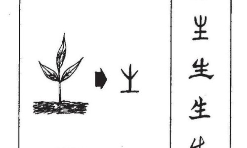 中药蒲公英的功效与作用及禁忌-中药蒲公英功效与作用网 - 网站提供中药蒲公英的功效与作用及禁忌小常识、中药蒲公英的功效与作用是什么